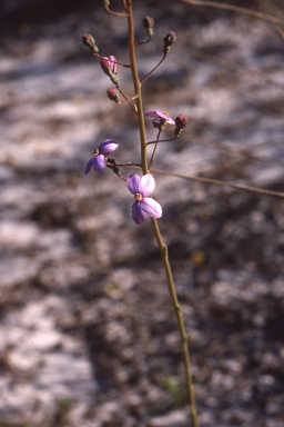 APII jpeg image of Stylidium violaceum  © contact APII