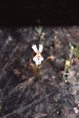 APII jpeg image of Stylidium calcaratum  © contact APII