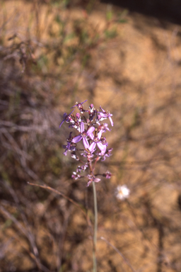 APII jpeg image of Stylidium tenue  © contact APII