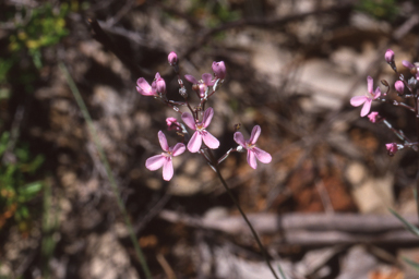 APII jpeg image of Stylidium tenue  © contact APII