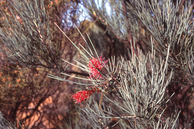 APII jpeg image of Grevillea petrophiloides subsp. petrophiloides  © contact APII