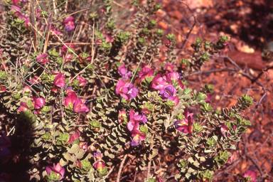 APII jpeg image of Eremophila cuneifolia  © contact APII