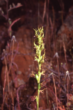 APII jpeg image of Prasophyllum gracile  © contact APII