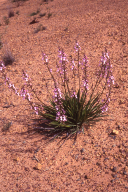 APII jpeg image of Stylidium confluens  © contact APII