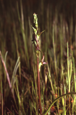 APII jpeg image of Prasophyllum  © contact APII