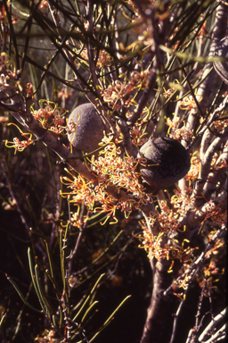 APII jpeg image of Hakea platysperma  © contact APII