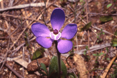 APII jpeg image of Cyanicula gemmata  © contact APII