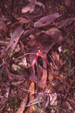 APII jpeg image of Caladenia filifera  © contact APII