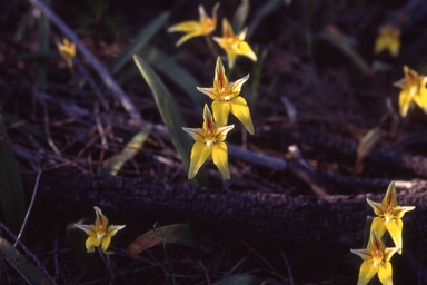 APII jpeg image of Caladenia flava subsp. flava  © contact APII