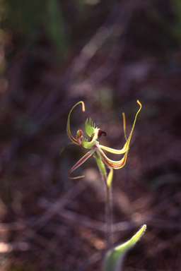 APII jpeg image of Caladenia falcata  © contact APII