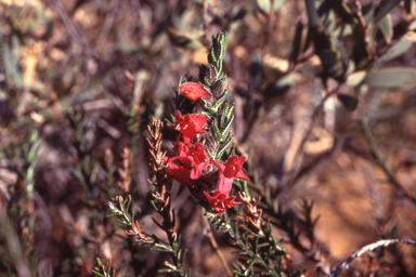 APII jpeg image of Chloanthes coccinea  © contact APII