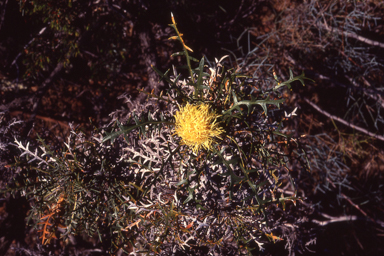 APII jpeg image of Banksia cirsioides  © contact APII