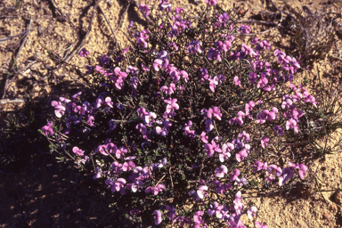 APII jpeg image of Mirbelia floribunda  © contact APII