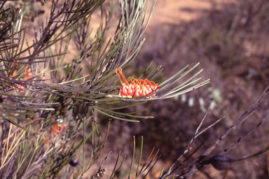 APII jpeg image of Grevillea cagiana  © contact APII