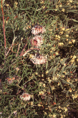 APII jpeg image of Isopogon teretifolius subsp. teretifolius  © contact APII