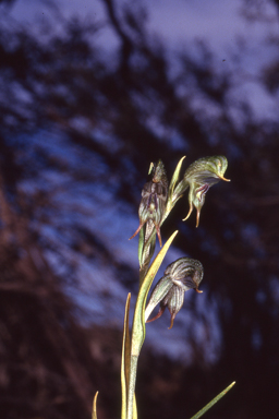 APII jpeg image of Pterostylis sargentii  © contact APII