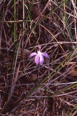 APII jpeg image of Cyanicula aperta  © contact APII