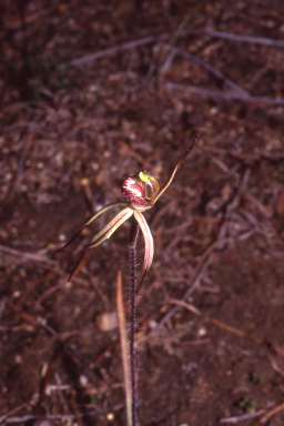 APII jpeg image of Caladenia x lavandulacea  © contact APII