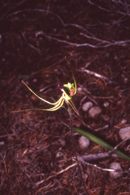 APII jpeg image of Caladenia exstans  © contact APII