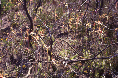 APII jpeg image of Caladenia decora  © contact APII