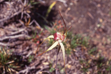 APII jpeg image of Caladenia heberleana  © contact APII