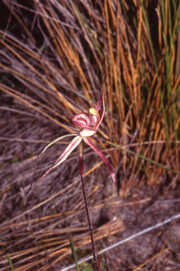 APII jpeg image of Caladenia x lavandulacea  © contact APII