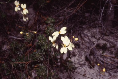 APII jpeg image of Stylidium rupestre  © contact APII