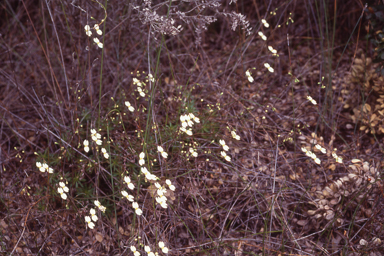 APII jpeg image of Stylidium rupestre  © contact APII