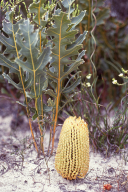 APII jpeg image of Banksia repens  © contact APII