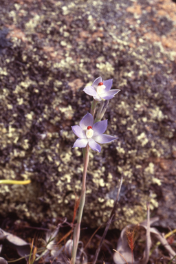 APII jpeg image of Thelymitra macrophylla  © contact APII