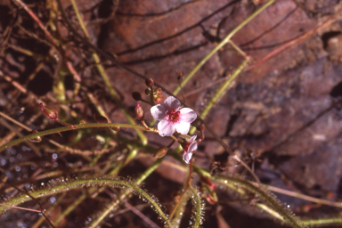 APII jpeg image of Drosera cucullata  © contact APII