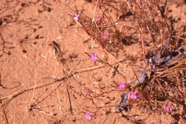 APII jpeg image of Stylidium adenophorum  © contact APII