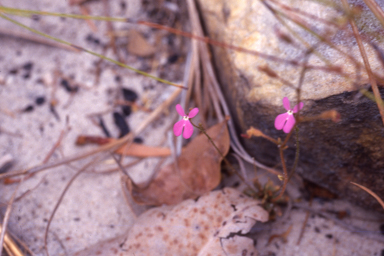 APII jpeg image of Stylidium semipartitum  © contact APII