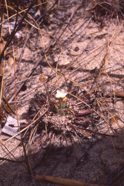 APII jpeg image of Drosera petiolaris  © contact APII