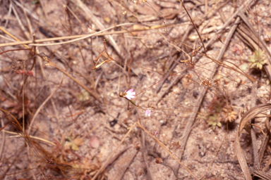 APII jpeg image of Stylidium ericksoniae  © contact APII