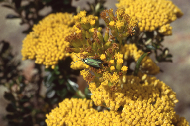 APII jpeg image of Senecio odoratus  © contact APII