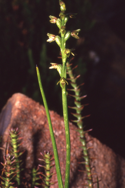 APII jpeg image of Prasophyllum alpinum  © contact APII