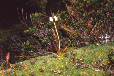 APII jpeg image of Drosera murfetii  © contact APII