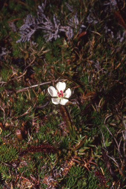 APII jpeg image of Drosera murfetii  © contact APII