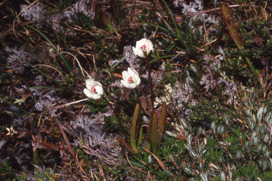 APII jpeg image of Drosera murfetii  © contact APII