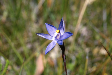 APII jpeg image of Thelymitra arenaria  © contact APII