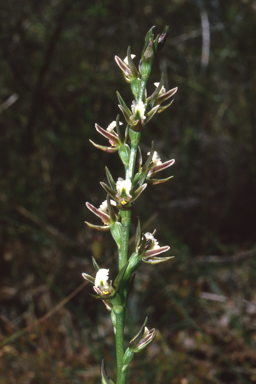 APII jpeg image of Prasophyllum odoratum  © contact APII