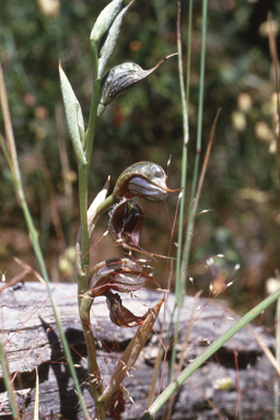 APII jpeg image of Pterostylis biseta  © contact APII