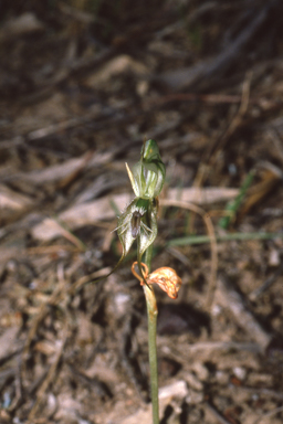 APII jpeg image of Pterostylis setifera  © contact APII