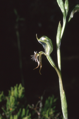 APII jpeg image of Pterostylis setifera  © contact APII