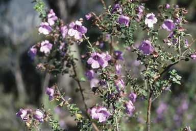 APII jpeg image of Prostanthera rotundifolia  © contact APII