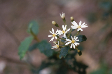 APII jpeg image of Olearia rugosa  © contact APII