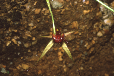 APII jpeg image of Caladenia australis  © contact APII