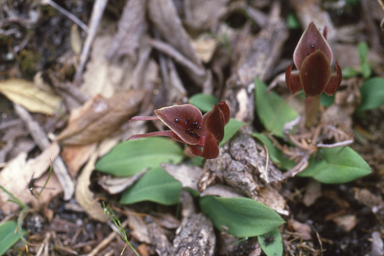 APII jpeg image of Chiloglottis valida  © contact APII