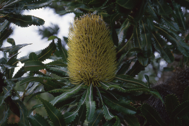 APII jpeg image of Banksia serrata  © contact APII